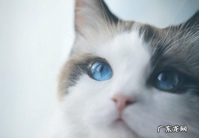 主人心情不好猫咪能感觉出来吗 为什么猫咪知道主人心情不好了