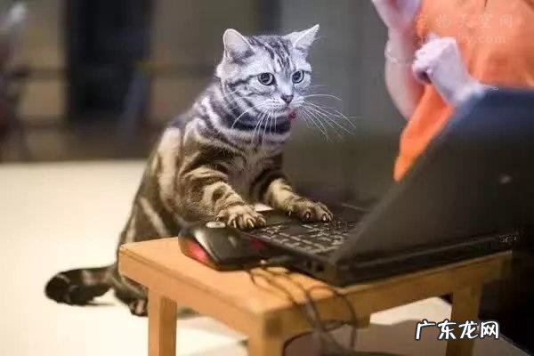 吸猫到底是对猫干嘛 吸猫有益健康是什么意思