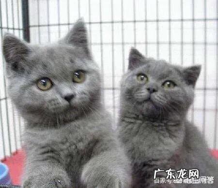 蓝猫千万不能养 蓝猫好养吗