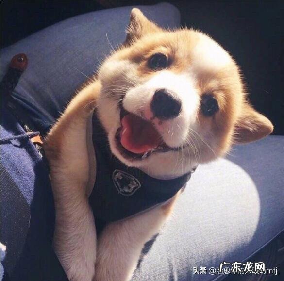 让狗狗长寿的秘诀 想让狗狗更长寿,宠主不该做哪些事