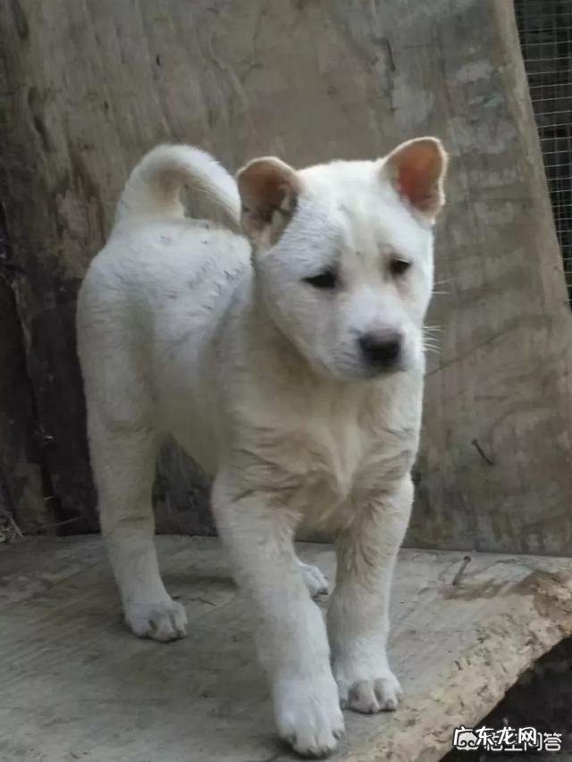 中国男生在国外受欢迎吗 在中国不受欢迎的“土狗”,在外国人的眼里是怎样的呢