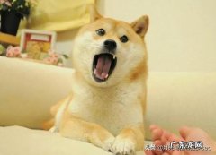柴犬承认你是主人表现 柴犬害怕什么样的主人