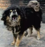 蒙古獒和藏獒哪个厉害 国内大型猛犬，除了藏獒还有什么