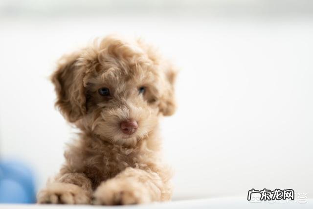 泰迪犬养多久才认主人 主人的哪些行为,会伤了泰迪犬的心