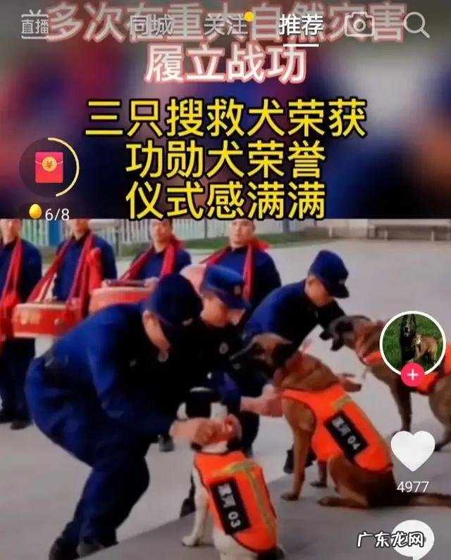 麻雀得到平反,狗算不算人类朋友,无结果,您怎么个观点