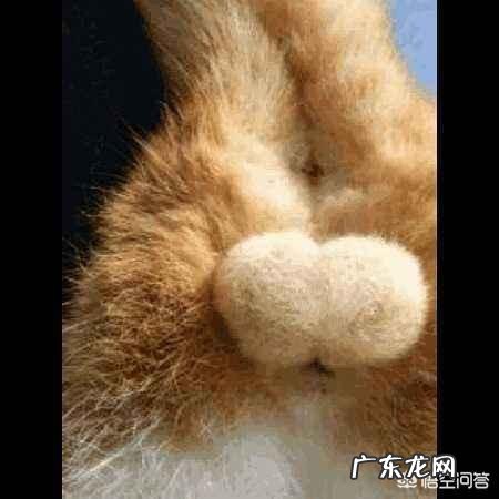 公猫到底要不要绝育 我们的猫咪是只公猫,但做绝育时以为是母猫结果白挨了一刀,算谁的责任