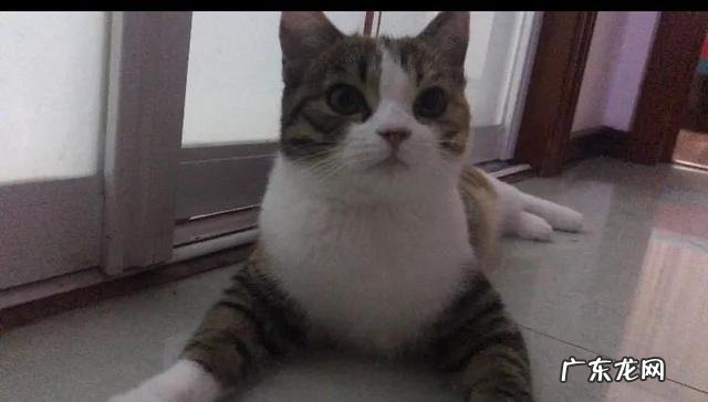 公猫抱着胳膊咬然后叫 猫咪经常会抱着主人的手或胳膊连啃带咬，在它内心中是憎恨的表现还是爱慕的表现