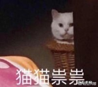 初次养猫养什么品种好 第一次养猫，刚买回来就往床下面跑，怎么哄也不出来，我该怎么办