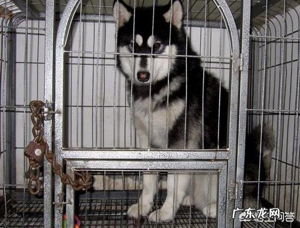 狗狗可以一直关在笼子里面吗 狗狗可以长时间待在狗笼吗