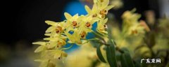 新鲜石斛花可以直接泡水喝吗,新鲜石斛花可以直接泡茶吗