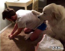 如何看出狗把谁当主人 狗狗担心主人时，都会有哪些表现