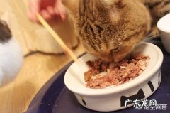 猫一天吃一个罐头够吗 给猫喂罐头几天喂一次
