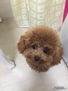 泰迪宠物犬的优点和缺点 泰迪犬的优点是什么