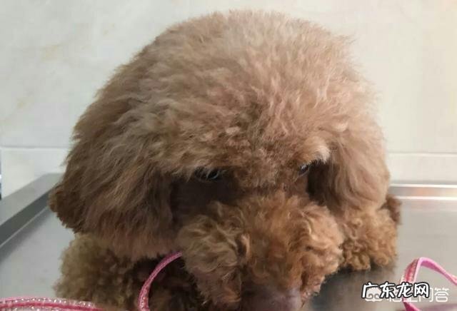 泰迪宠物犬的优点和缺点 泰迪犬的优点是什么