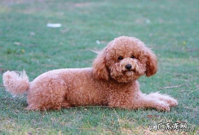 泰迪宠物犬的优点和缺点 泰迪犬的优点是什么
