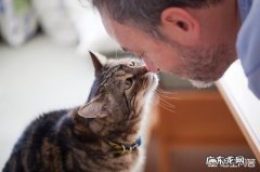 猫一直来回走动并叫唤 为什么猫会不停的吻主人