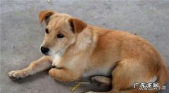 十种最好养狗 为什么要养狗呢