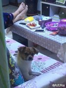 狗狗知道主人很爱他吗 狗狗爱您有多深