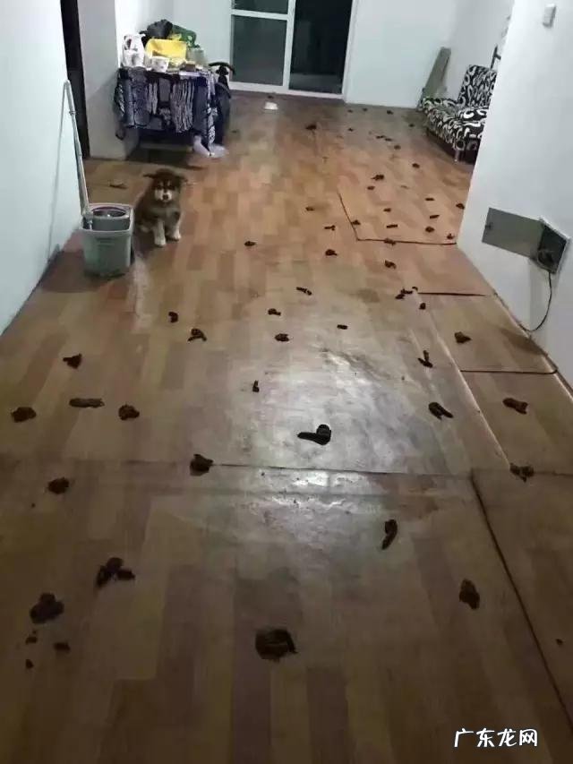 月经完1天能同房吗 刚开始养狗的那几天,你是什么感受