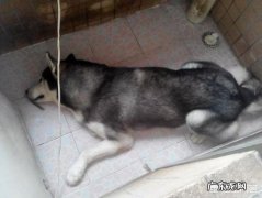 有些养狗的人一直把狗关在阳台，从不让狗进屋，这种人是什么心理