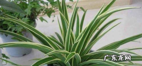 怎样才能轻松去除厨房内的油烟味