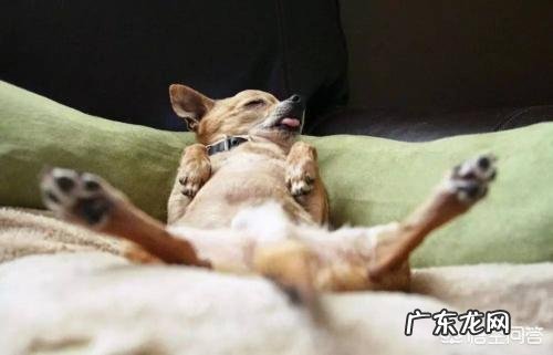 狗狗睡姿与主人的关系 狗狗有哪些睡姿代表爱主人