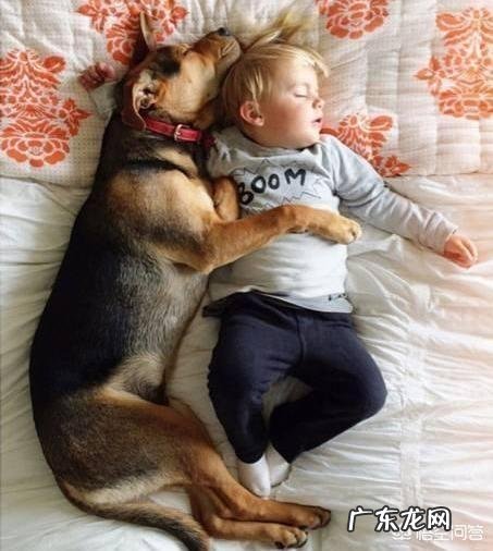 狗狗睡姿与主人的关系 狗狗有哪些睡姿代表爱主人