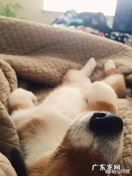 狗狗睡姿与主人的关系 狗狗有哪些睡姿代表爱主人