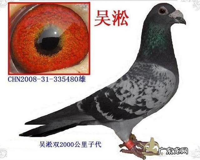 《鸽子》 到底是国外鸽子好,还是国内鸽子好