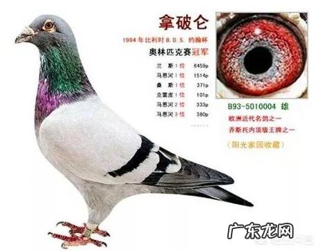 《鸽子》 到底是国外鸽子好,还是国内鸽子好