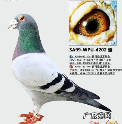 《鸽子》 到底是国外鸽子好,还是国内鸽子好