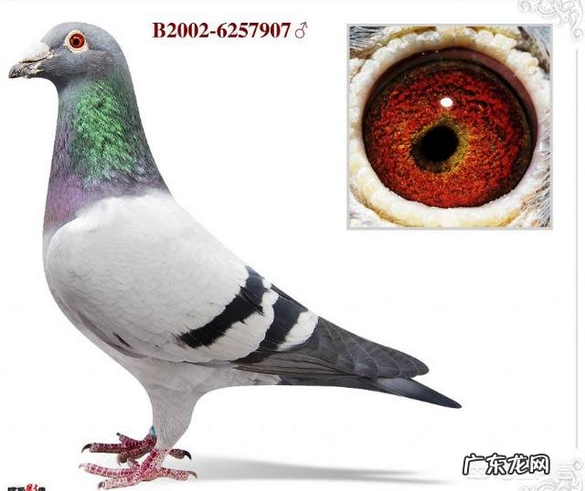 《鸽子》 到底是国外鸽子好,还是国内鸽子好