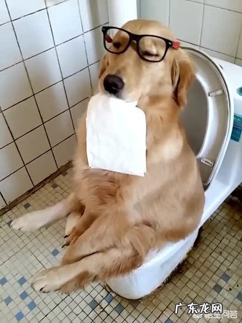 怎么教狗狗在卫生间大小便 怎么样教狗记住在卫生间上厕所