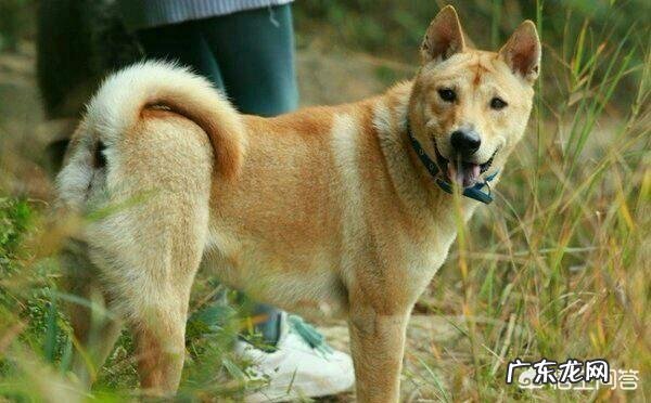 纯血中华田园犬 多少只中华田园犬打的过一只比特犬