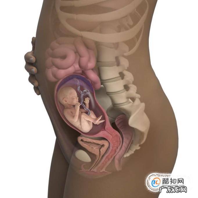 孕22周:宝宝和孕妈妈的新变化不容错过