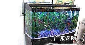 金鱼水霉病怎么治最快