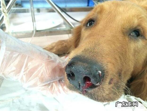 幼小金毛犬饲养方法 饲养金毛犬时,那些雷区不能踩