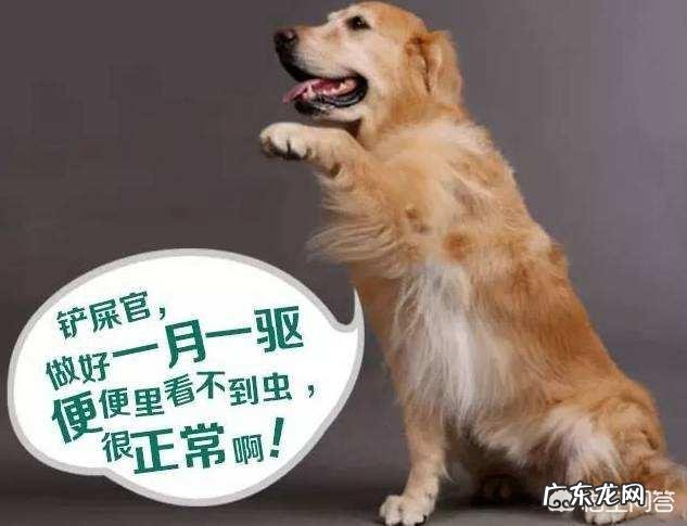 幼小金毛犬饲养方法 饲养金毛犬时,那些雷区不能踩