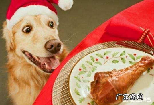 幼小金毛犬饲养方法 饲养金毛犬时,那些雷区不能踩