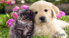 猫咪极度害怕的表现 我家猫咪傻了，把狗狗当成了亲妈，它还有救吗