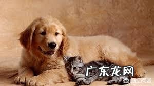 猫咪极度害怕的表现 我家猫咪傻了，把狗狗当成了亲妈，它还有救吗