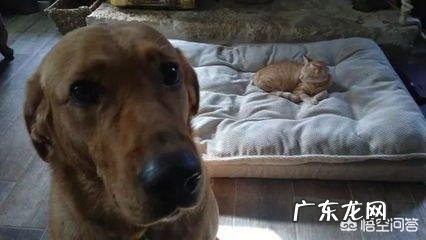 猫咪极度害怕的表现 我家猫咪傻了，把狗狗当成了亲妈，它还有救吗