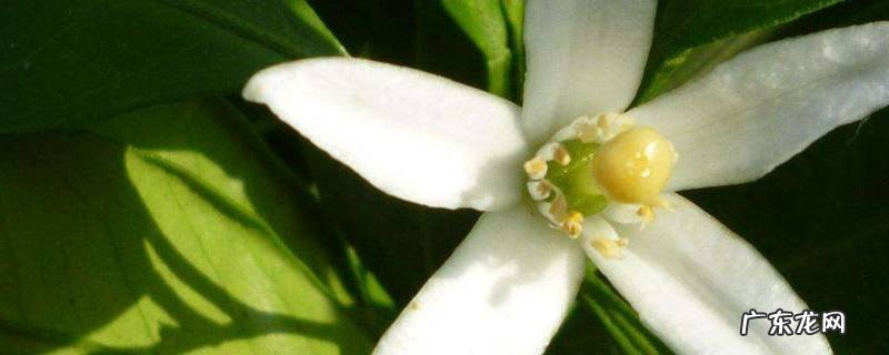 桔子花蜂蜜的功效与作用,桔子蜂蜜茶的功效