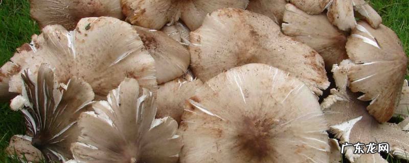 鸡枞怎么吃,鸡枞怎么吃才不会中毒