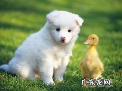 带来幸运的猫名字 如何给狗狗或猫咪取个好听的名字