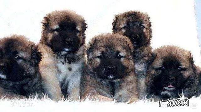 纽波利顿犬 坎高犬可以打得过高加索吗