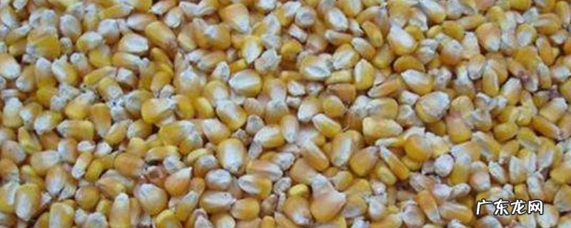 玉米怎么发酵做窝料,制作发酵玉米窝料
