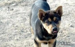 黑狼犬和狼青打斗视频 板凳狗是不是狼青犬的杀手