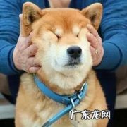 狗狗视频大全搞笑 狗狗之中那些狗狗比较搞笑