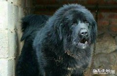什么猫性情凶猛 我国哪些狗的性情比较凶猛